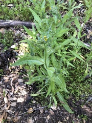 Amsinckia spectabilis