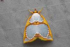 Titulcia confictella
