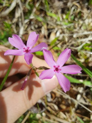 Phlox nivalis