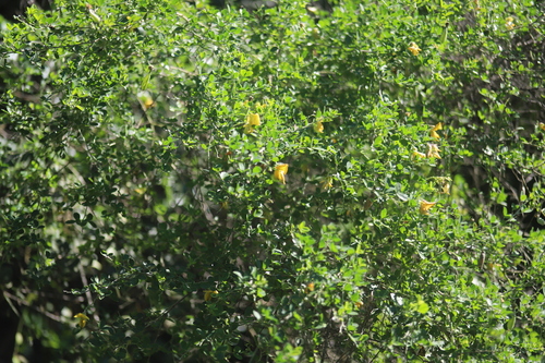 Crotalaria capensis, photograph 5