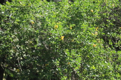 Crotalaria capensis, photograph (c) Suvarna Parbhoo Mohan, some rights reserved (CC BY-SA)