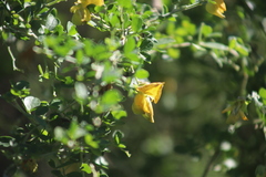 Crotalaria capensis, photograph (c) Suvarna Parbhoo Mohan, some rights reserved (CC BY-SA)