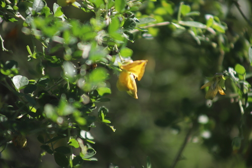 Crotalaria capensis, photograph 6