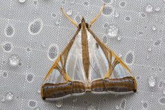 Agrioglypta eurytusalis