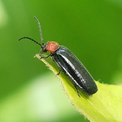 Silinae