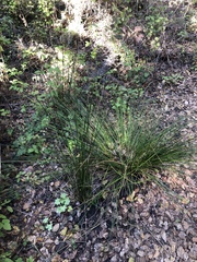 Juncus effusus pacificus
