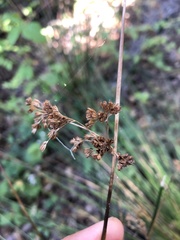 Juncus effusus pacificus