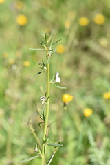 Misopates calycinum