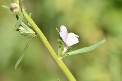 Misopates calycinum