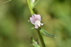 Misopates calycinum