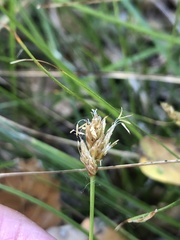 Carex subbracteata