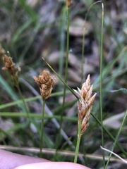 Carex subbracteata