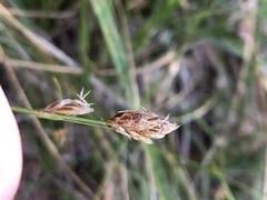 Carex subbracteata