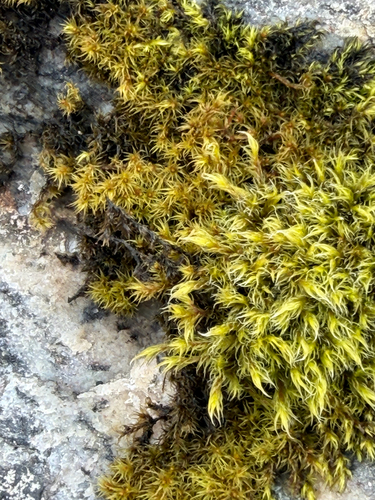 Woolly Fringe-moss