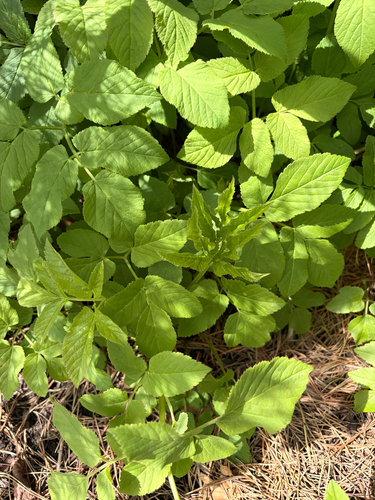 Goutweed