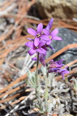Boechera subpinnatifida
