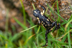 Melanophryniscus stelzneri