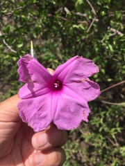 Ipomoea cheirophylla