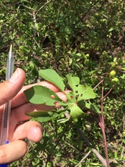 Ipomoea cheirophylla
