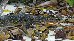 Varanus indicus