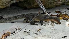 Varanus indicus