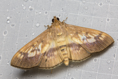 Syllepte sellalis