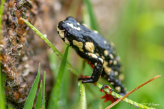 Melanophryniscus stelzneri