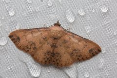 Corgatha semipardata