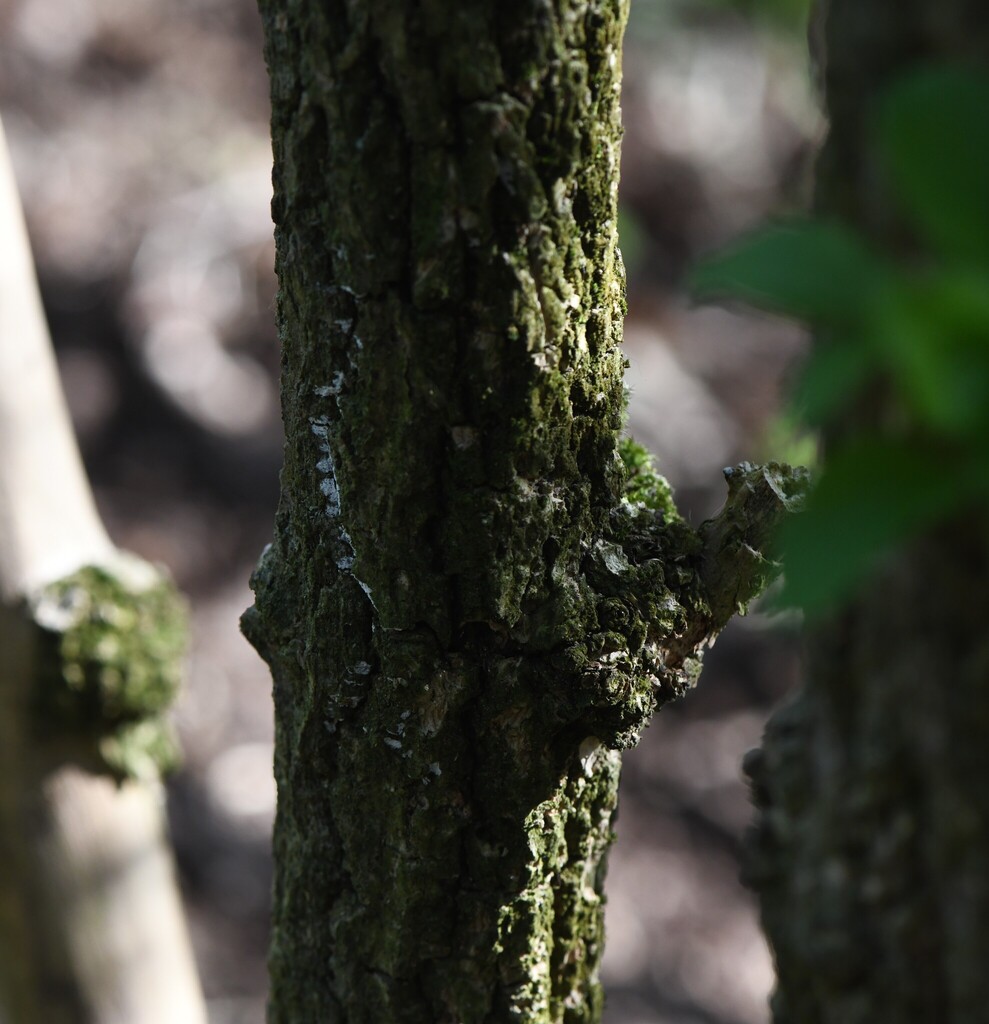 Lyomyces sambuci