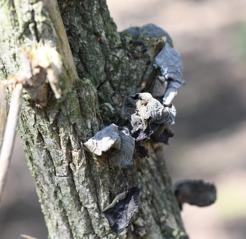 Auricularia auricula-judae · April 2026 · photo: © kh-c (iNaturalist, cc0)