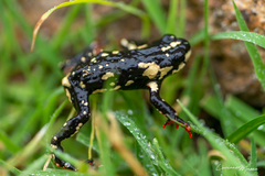 Melanophryniscus stelzneri