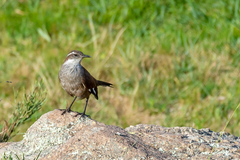 Cinclodes atacamensis