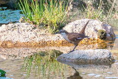 Cinclodes atacamensis