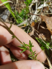 Phlox nivalis