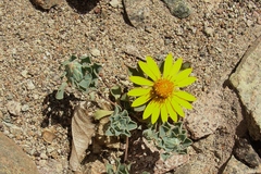 Chaetanthera glabrata