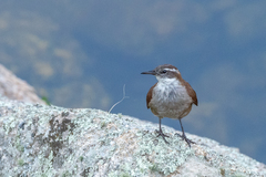 Cinclodes atacamensis