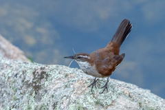 Cinclodes atacamensis