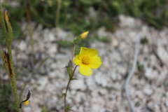 Mentzelia jonesii