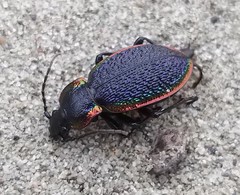 Carabus vietinghoffii