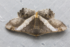 Chiasmia nora