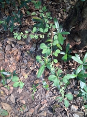 Erythroxylum brevipes, photograph (c) Kurt Miller, some rights reserved (CC BY-SA)