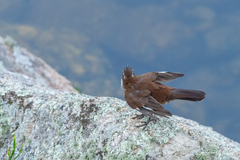 Cinclodes atacamensis