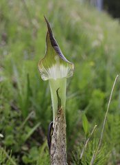 Arisaema yamatense sugimotoi