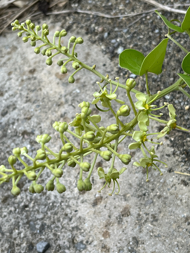 Bauhinia japonica iNat (3)