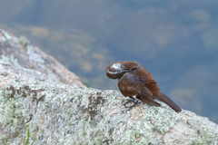 Cinclodes atacamensis