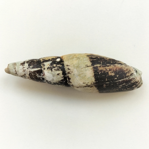 Episcomitra zonata