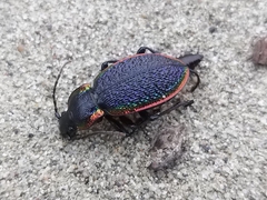 Carabus vietinghoffii