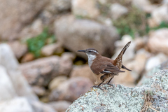 Cinclodes atacamensis