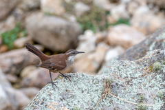 Cinclodes atacamensis