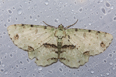 Ophthalmitis cordularia